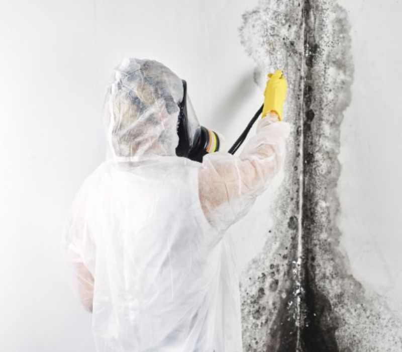 a contractor treating mold in a basement